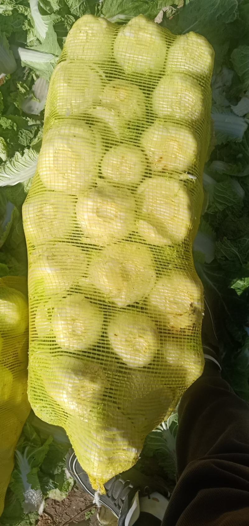 精品大小娃娃菜