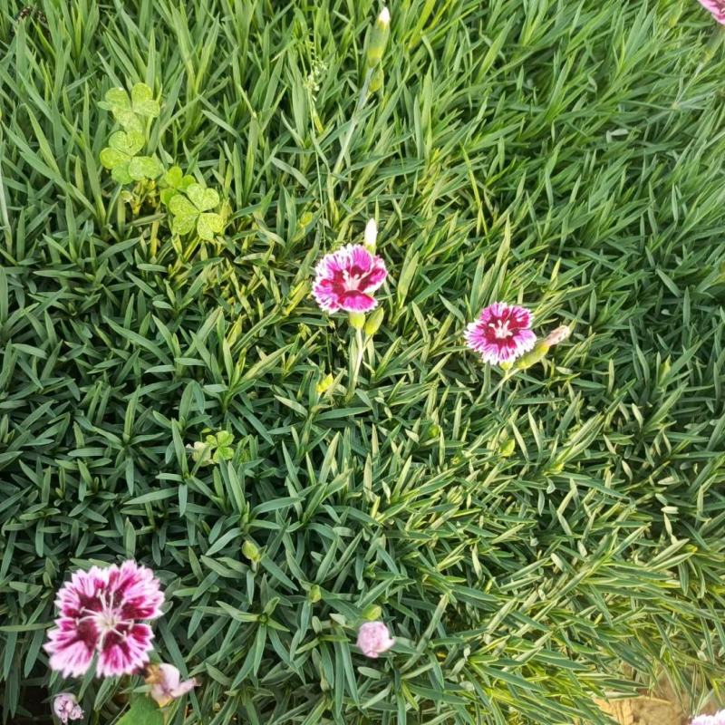 彩虹石竹地被类价格低质量好苗圃直发欢迎采购