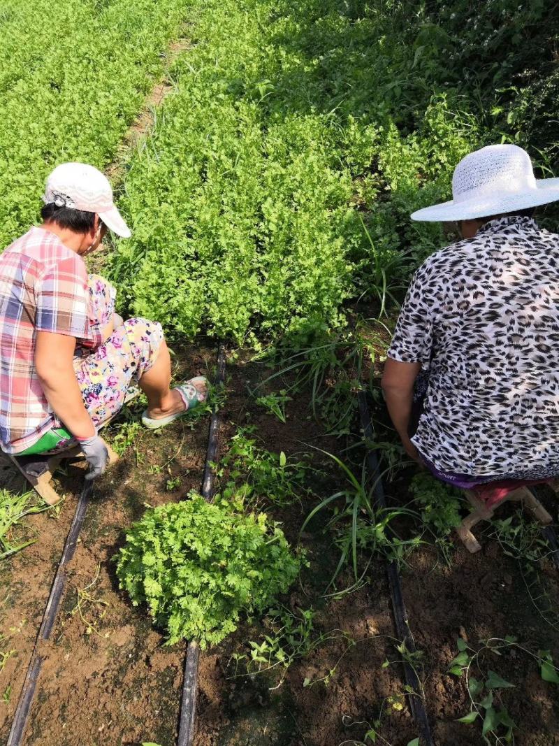 安丘香菜大量上市可加工净菜量大从优欢迎新老客户前来采购