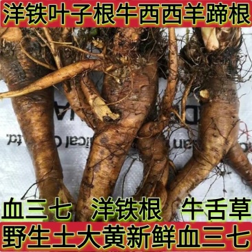 野生土大黄菠菜新鲜血三七洋铁叶子根牛西西羊蹄根牛