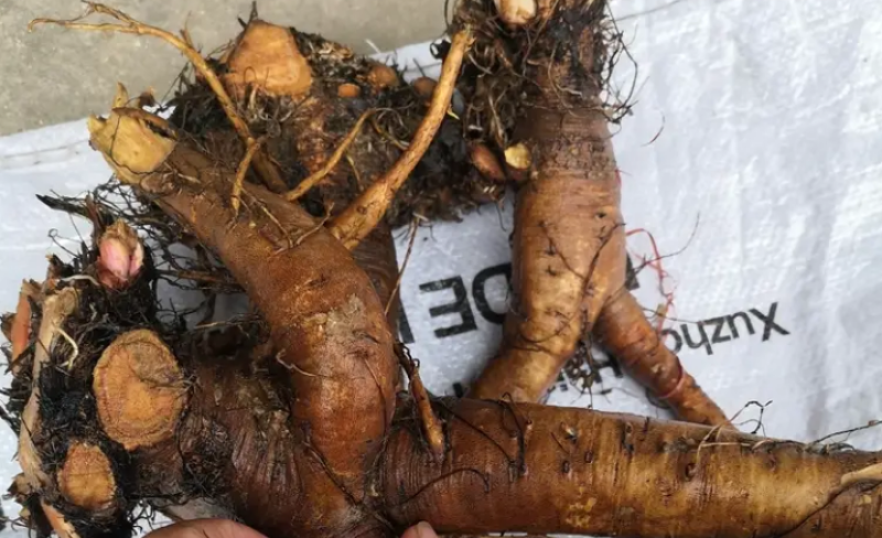 野生土大黄菠菜新鲜血三七洋铁叶子根牛西西羊蹄根牛