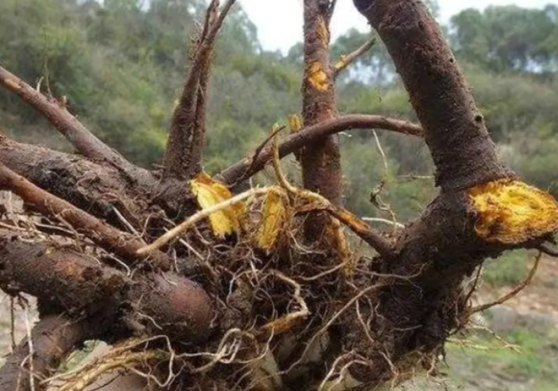 野生土大黄菠菜新鲜血三七洋铁叶子根牛西西羊蹄根牛