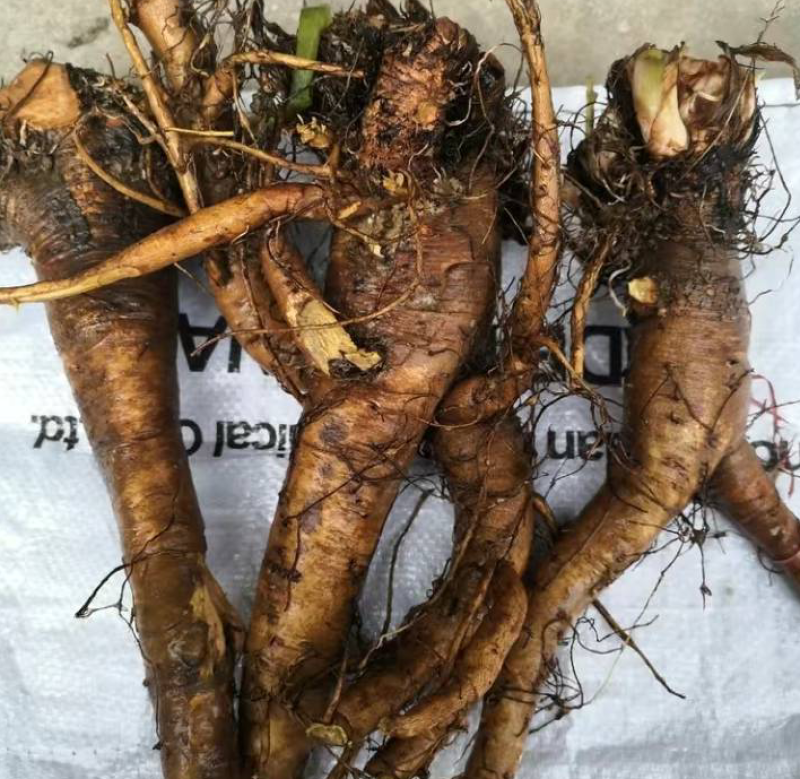 野生土大黄菠菜新鲜血三七洋铁叶子根牛西西羊蹄根牛