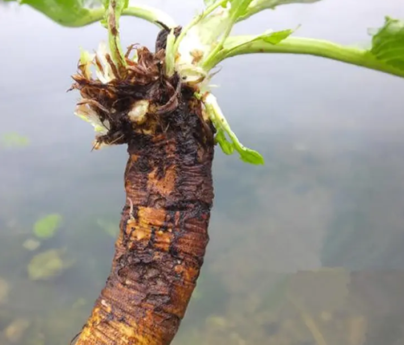野生土大黄菠菜新鲜血三七洋铁叶子根牛西西羊蹄根牛