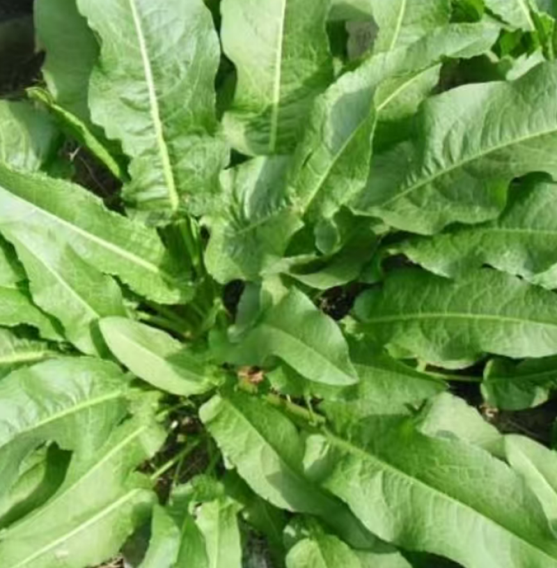 野生土大黄菠菜新鲜血三七洋铁叶子根牛西西羊蹄根牛