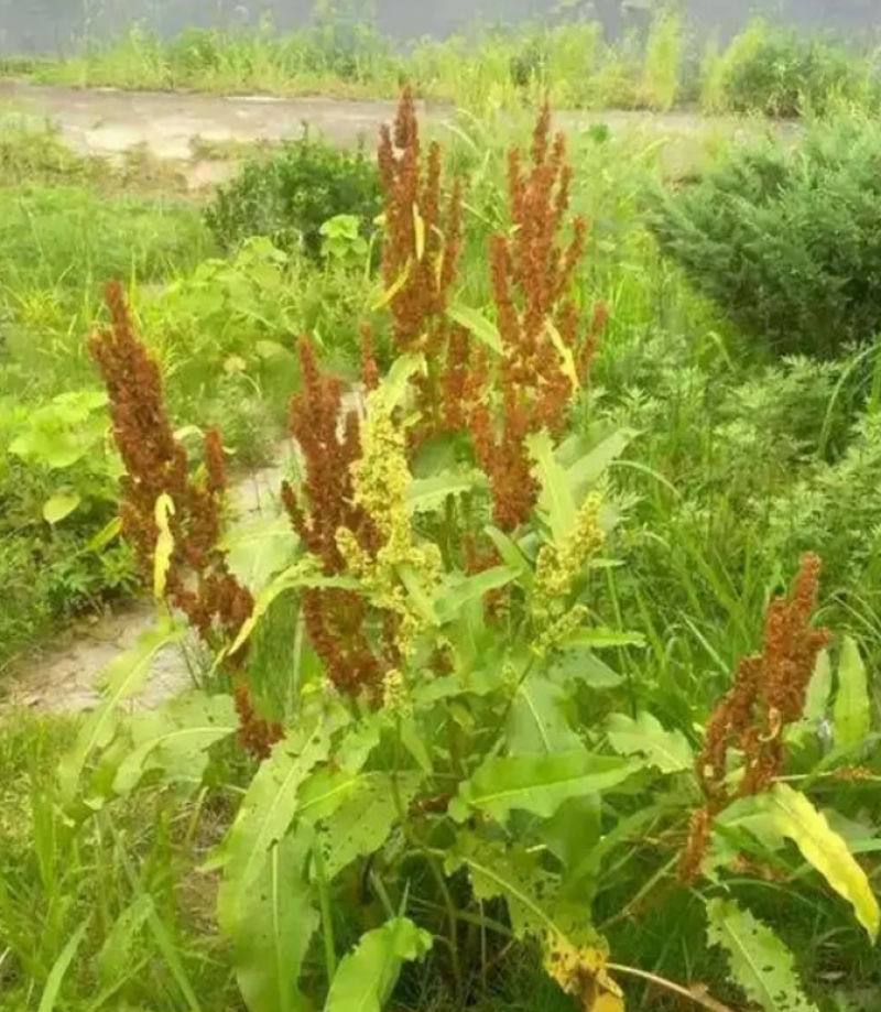 野生土大黄菠菜新鲜血三七洋铁叶子根牛西西羊蹄根牛