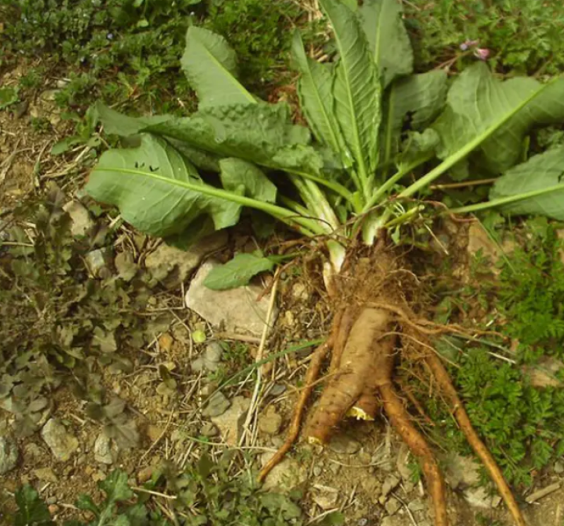 野生土大黄菠菜新鲜血三七洋铁叶子根牛西西羊蹄根牛