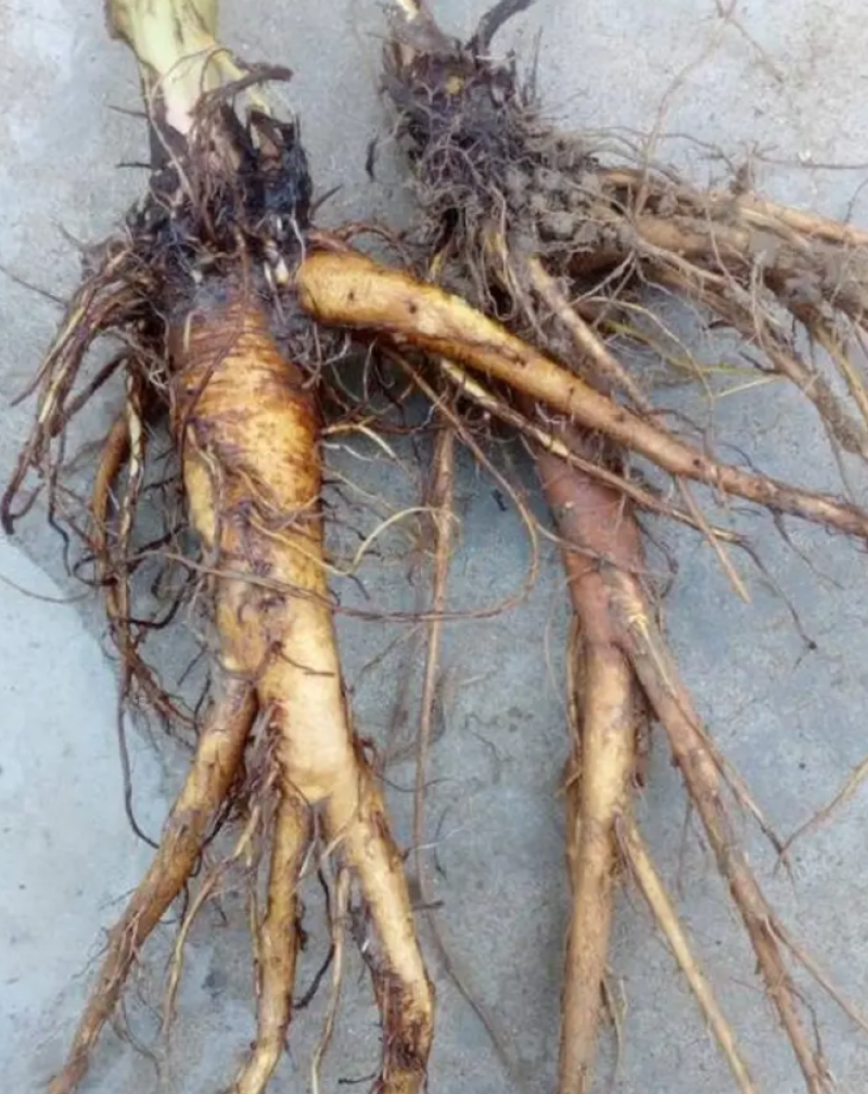 野生土大黄菠菜新鲜血三七洋铁叶子根牛西西羊蹄根牛