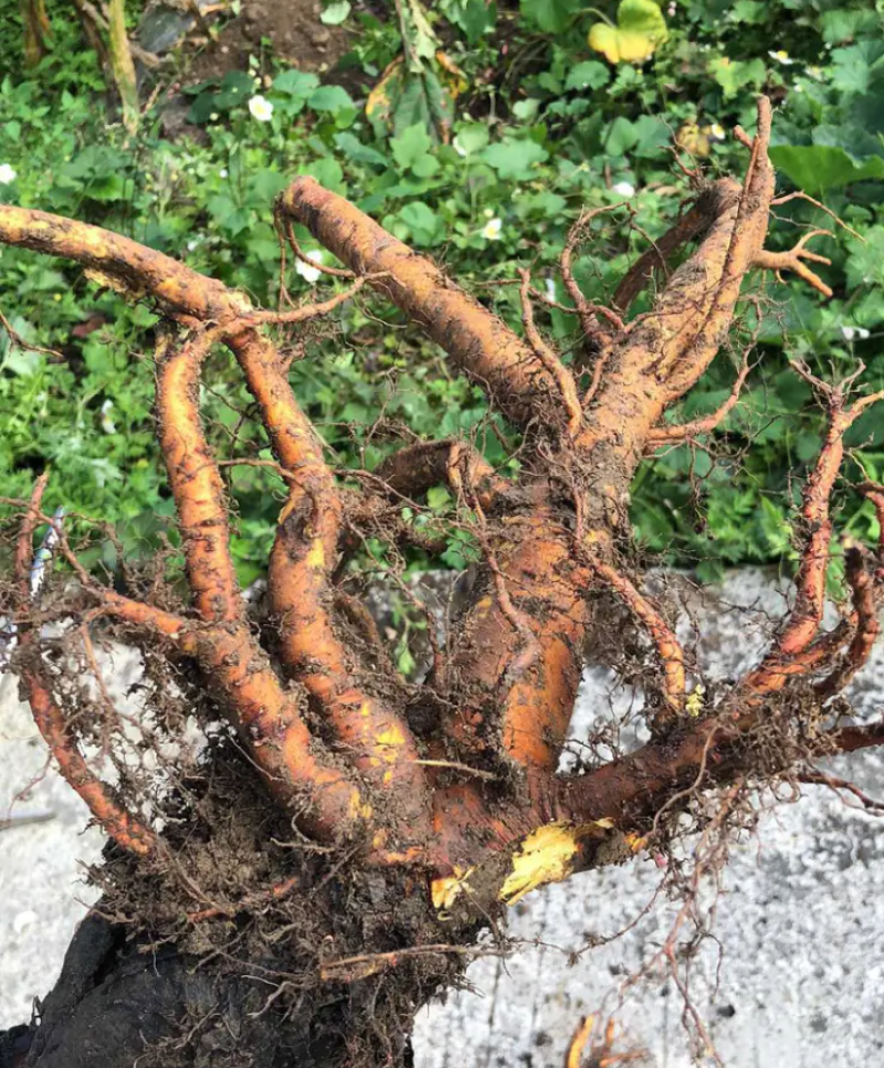 野生土大黄菠菜新鲜血三七洋铁叶子根牛西西羊蹄根牛