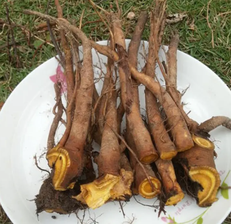 野生土大黄菠菜新鲜血三七洋铁叶子根牛西西羊蹄根牛