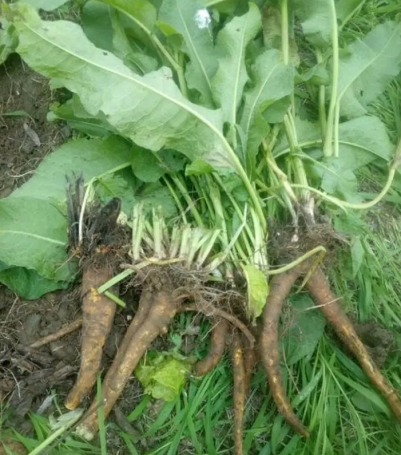 野生土大黄菠菜新鲜血三七洋铁叶子根牛西西羊蹄根牛