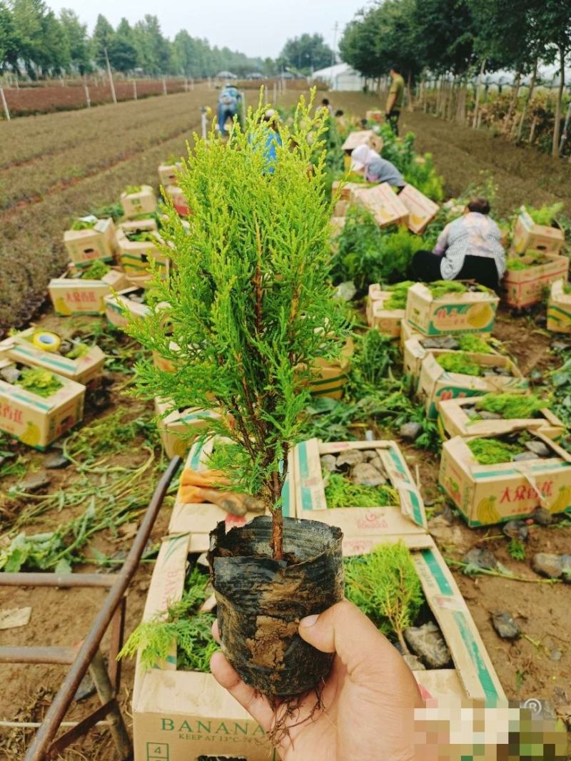 洒金柏，基地直销，大量供应，可实地看货，一手货源。