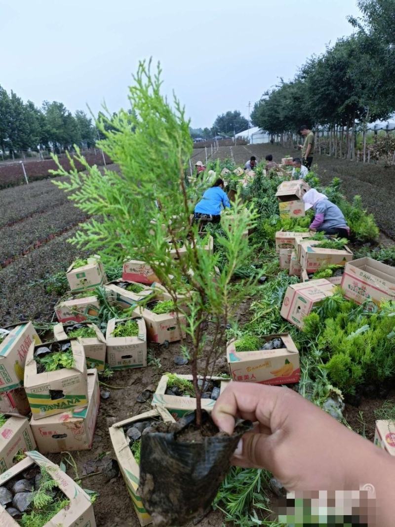 洒金柏，基地直销，大量供应，可实地看货，一手货源。