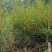 红松苗，品质优良，产地货源！诚信经营，信誉第一，欢迎采购