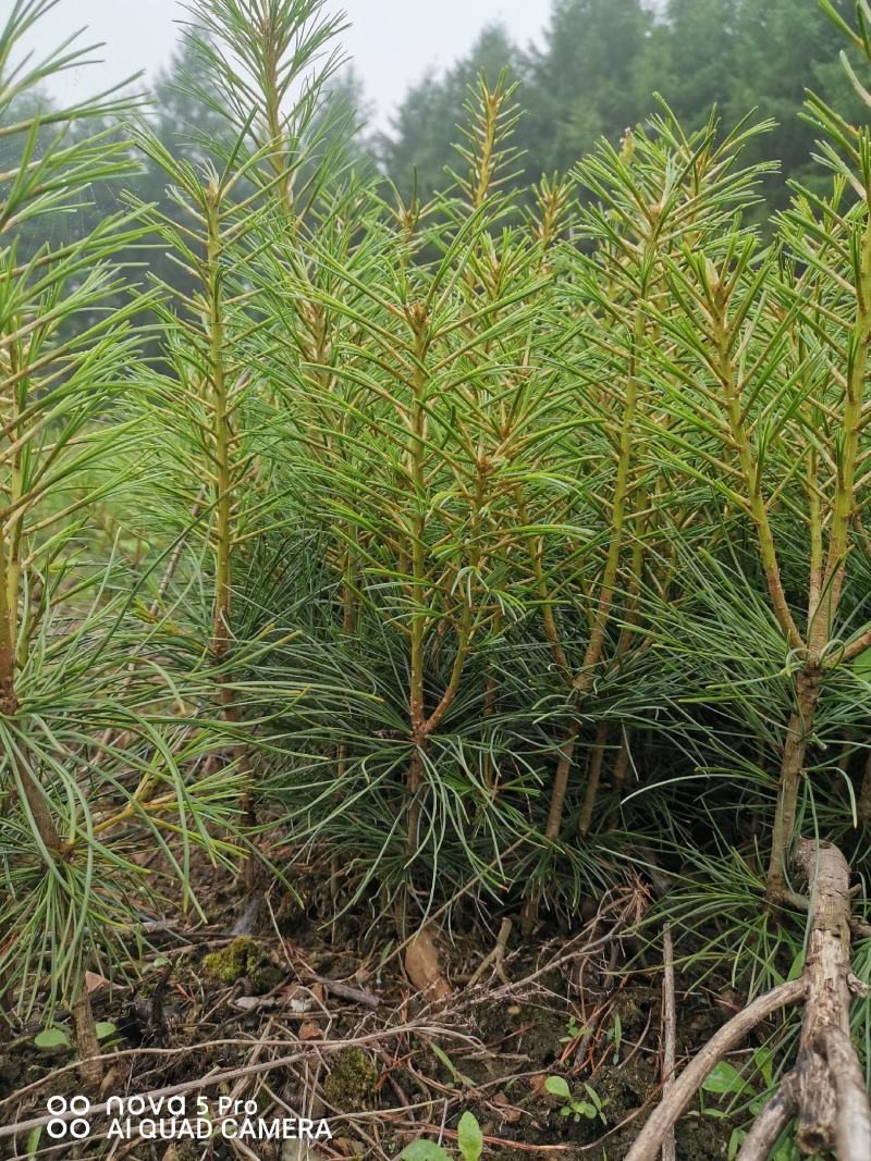 红松苗，品质优良，产地货源！诚信经营，信誉第一，欢迎采购