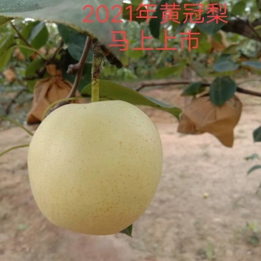 2021皇冠马上下树