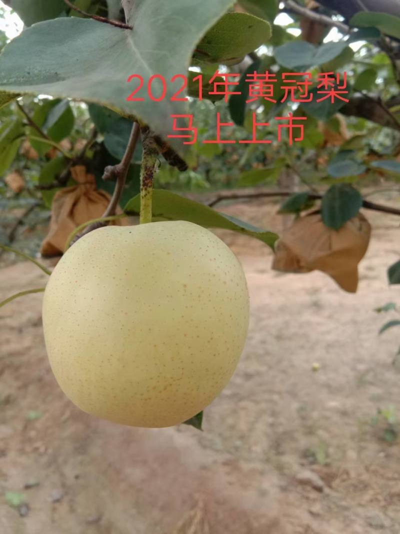 2021皇冠马上下树