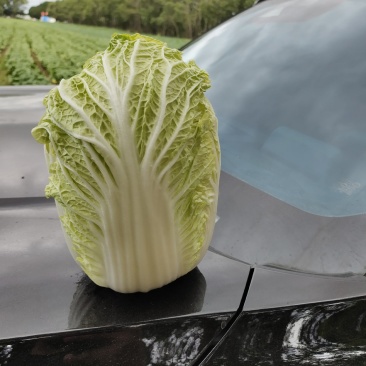 黄心大白菜大量上市，代发全国，产地直销，