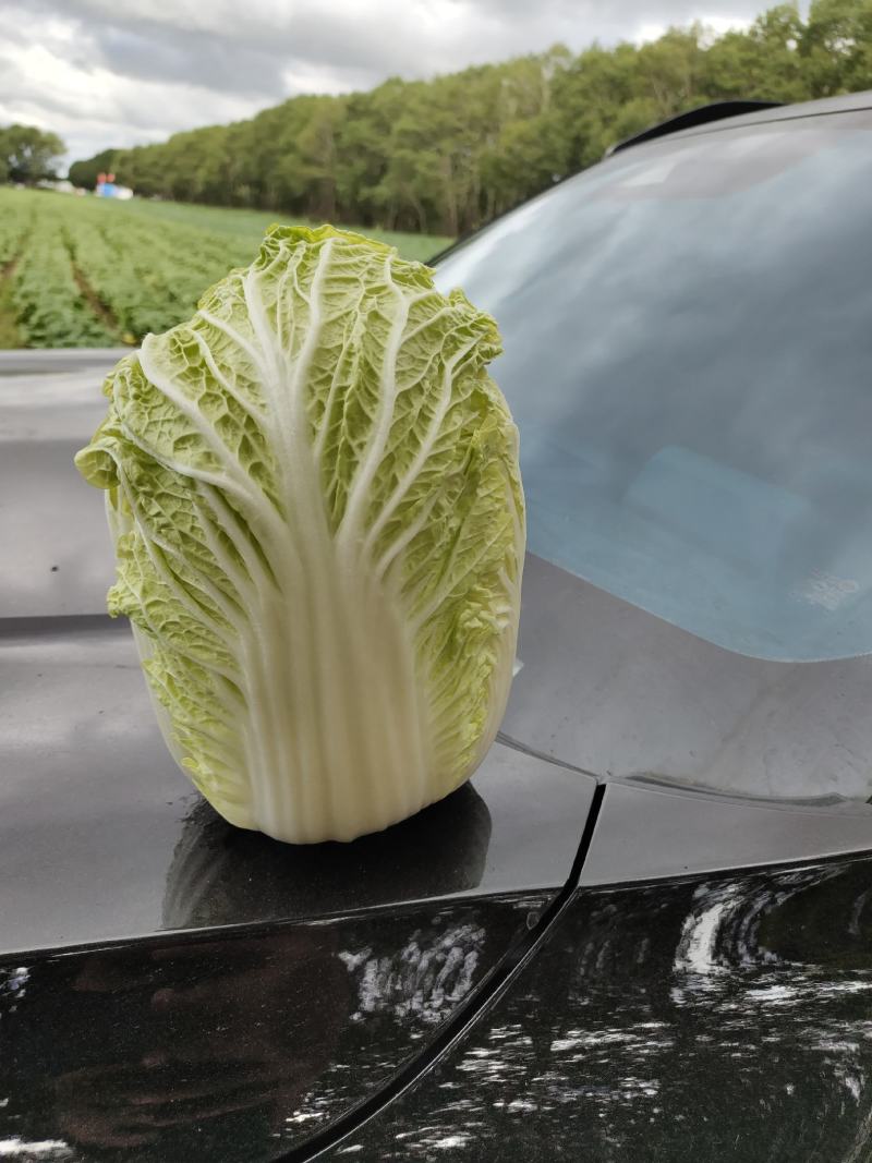 黄心大白菜大量上市，代发全国，产地直销，