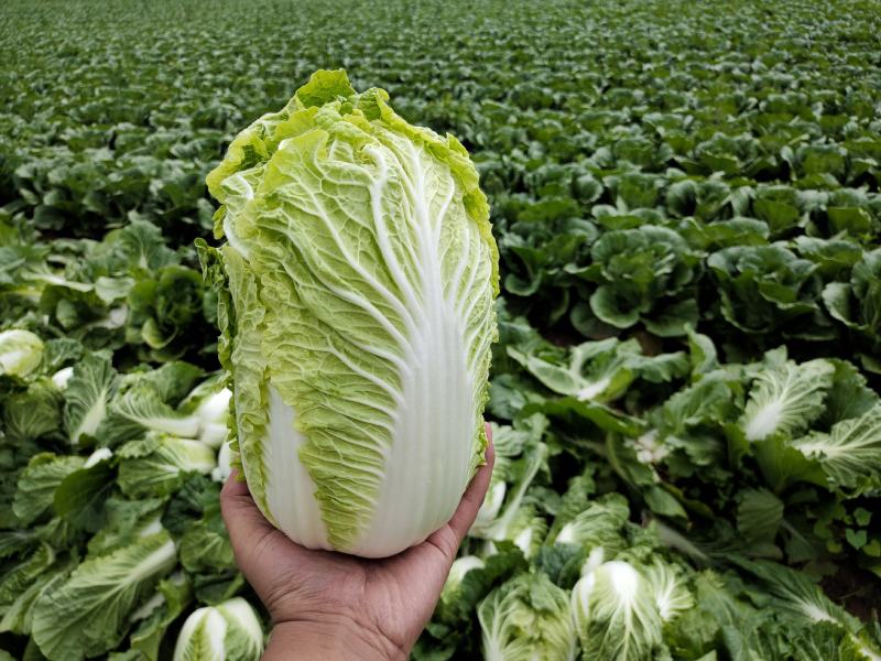 黄心大白菜大量上市，代发全国，产地直销，