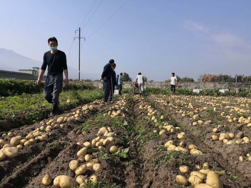 精品土豆600亩基地货