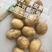 精品土豆600亩基地货