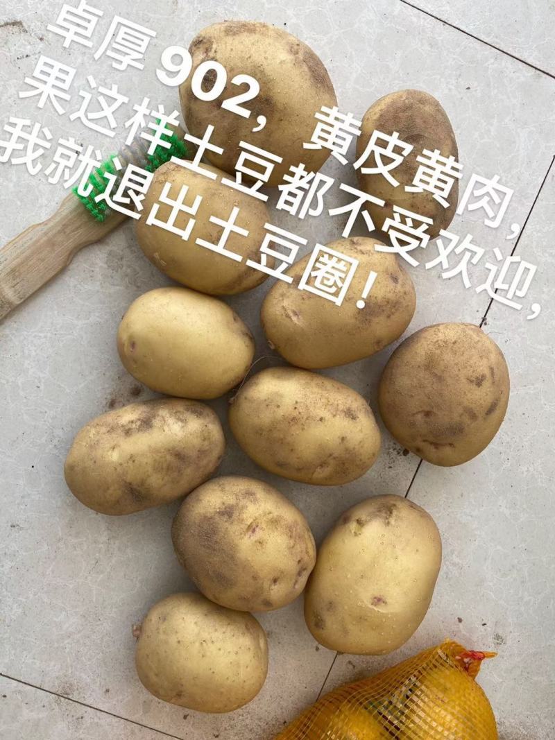 精品土豆600亩基地货