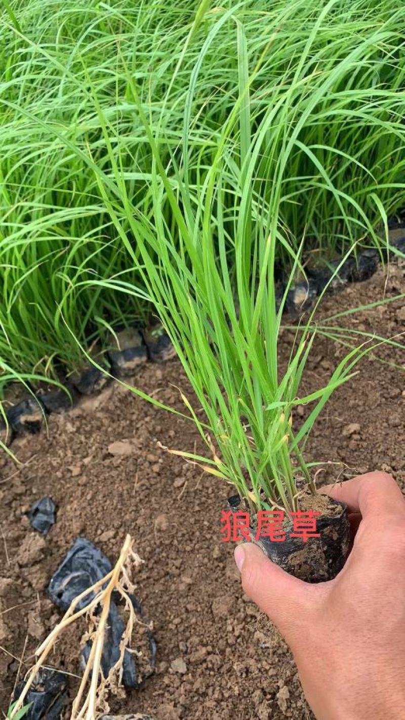 狼尾草价格低苗圃直发大小杯都有，欢迎需要的联系