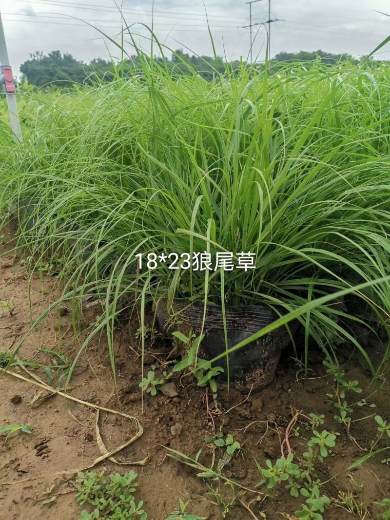 狼尾草价格低苗圃直发大小杯都有，欢迎需要的联系