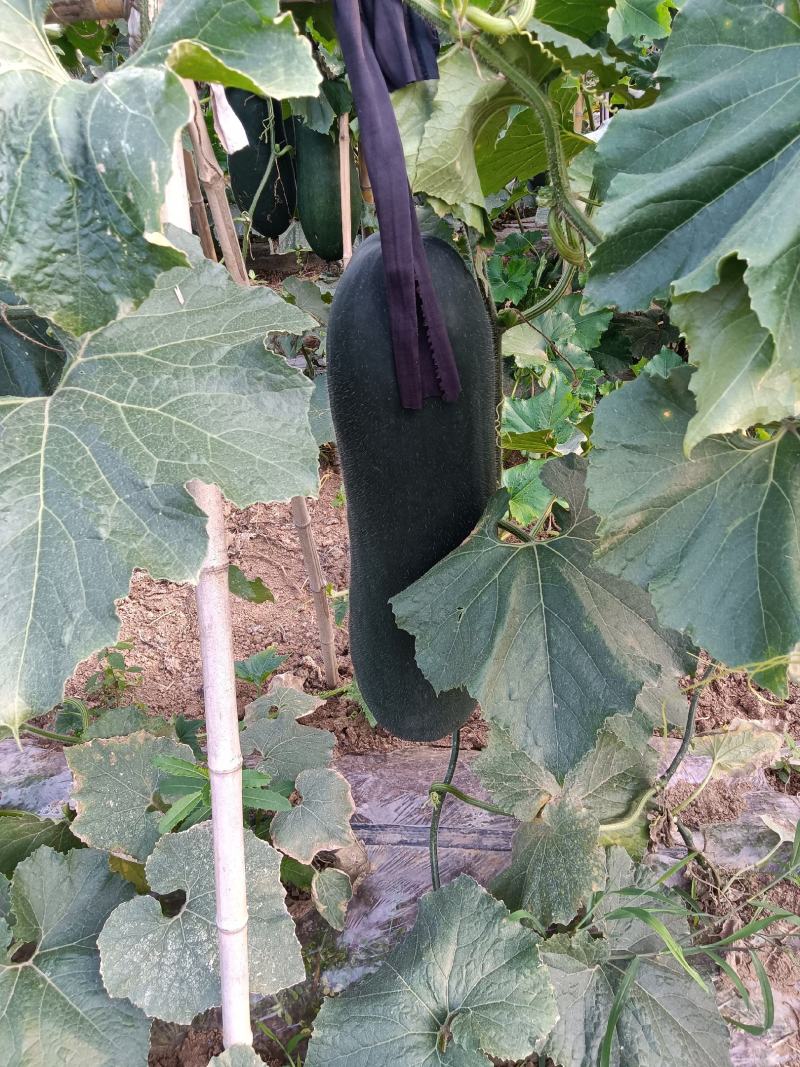 产地直销，阜阳市颍东区，黑皮冬瓜种植基地，吊冬瓜，地冬瓜