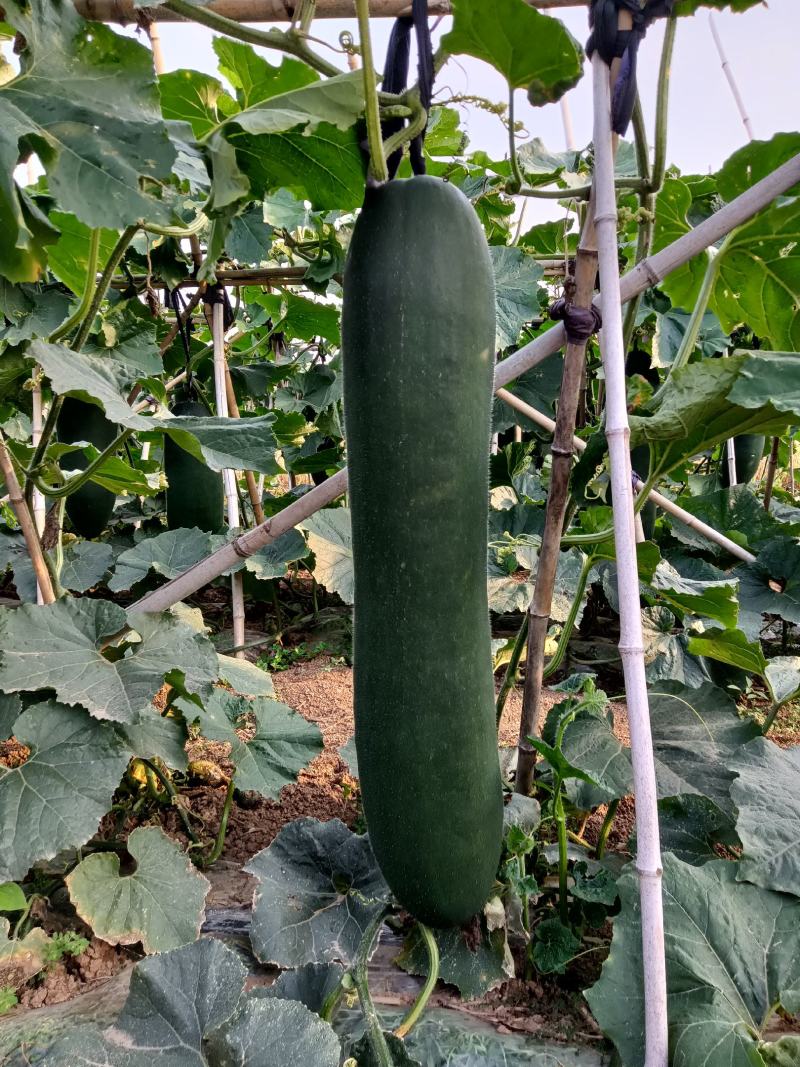 产地直销，阜阳市颍东区，黑皮冬瓜种植基地，吊冬瓜，地冬瓜