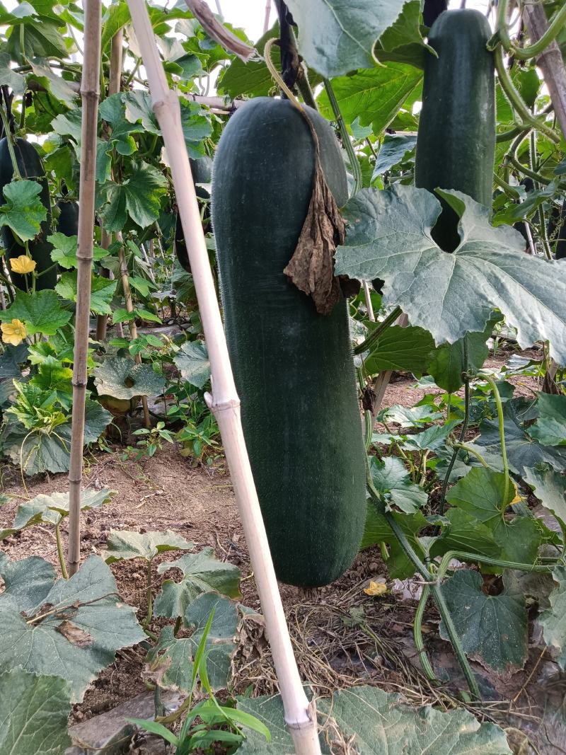 产地直销，阜阳市颍东区，黑皮冬瓜种植基地，吊冬瓜，地冬瓜