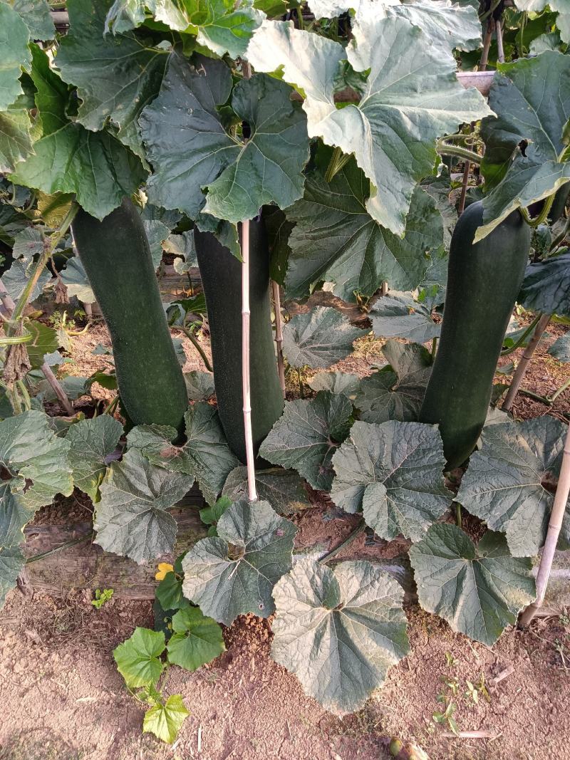 产地直销，阜阳市颍东区，黑皮冬瓜种植基地，吊冬瓜，地冬瓜
