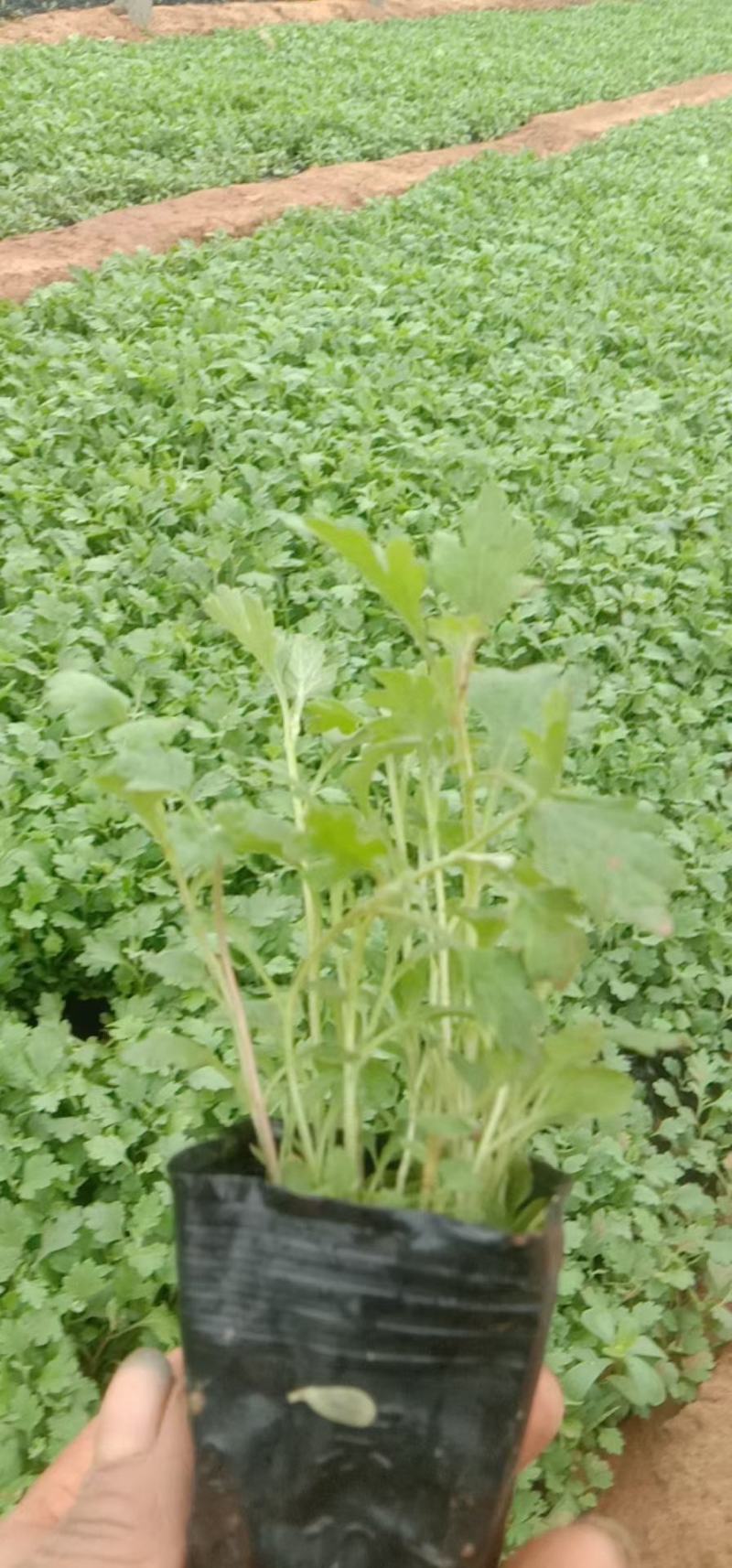 地被菊苗圃直发，价格低各种高度都有