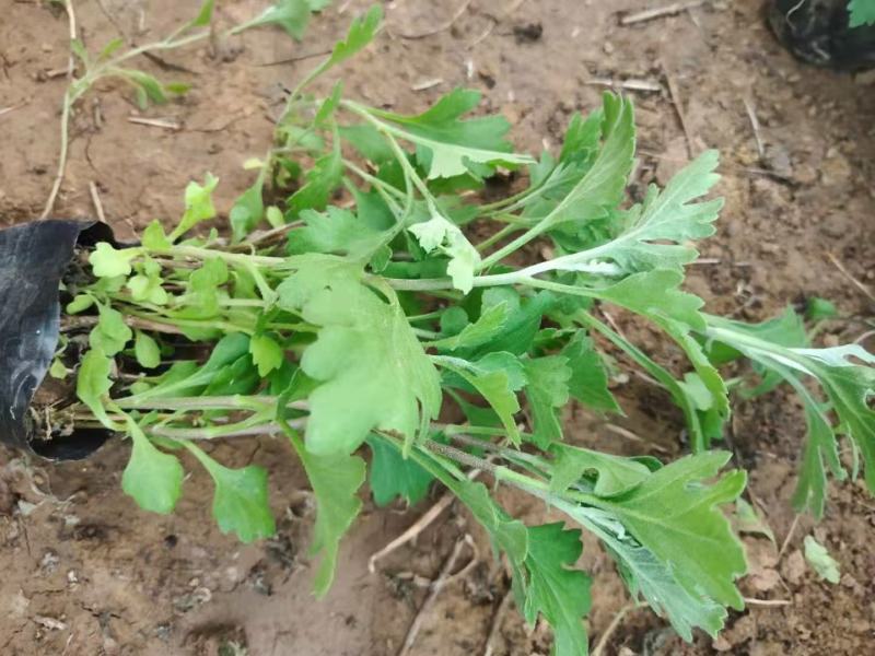 地被菊苗圃直发，价格低各种高度都有