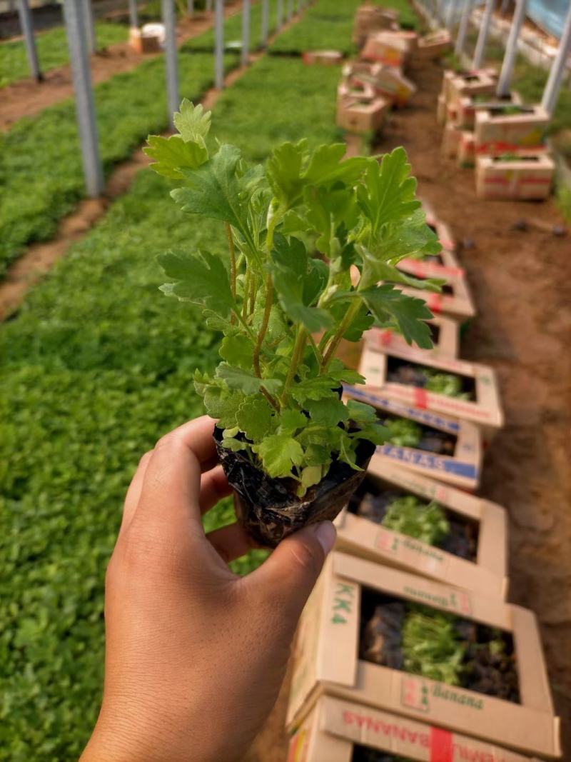 地被菊苗圃直发，价格低各种高度都有
