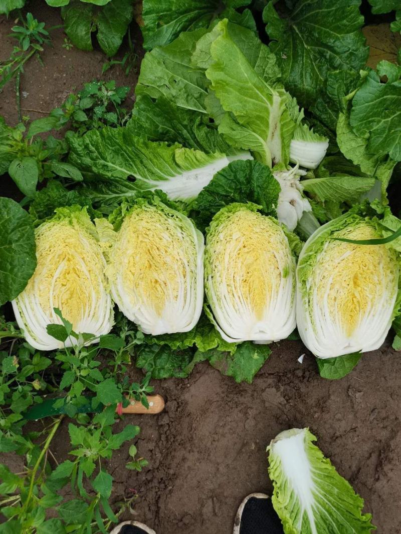 张家口大白菜，黄心白菜一手货源，基地直供，保质保量