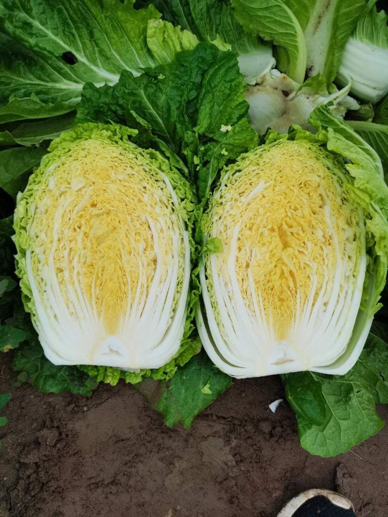 张家口大白菜，黄心白菜一手货源，基地直供，保质保量