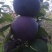 黑虎伯李孑