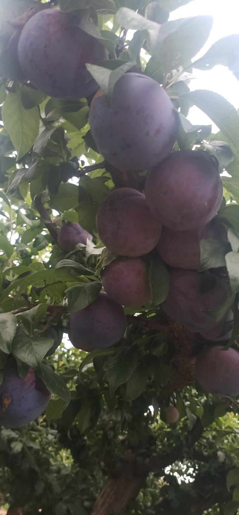 黑虎伯李孑