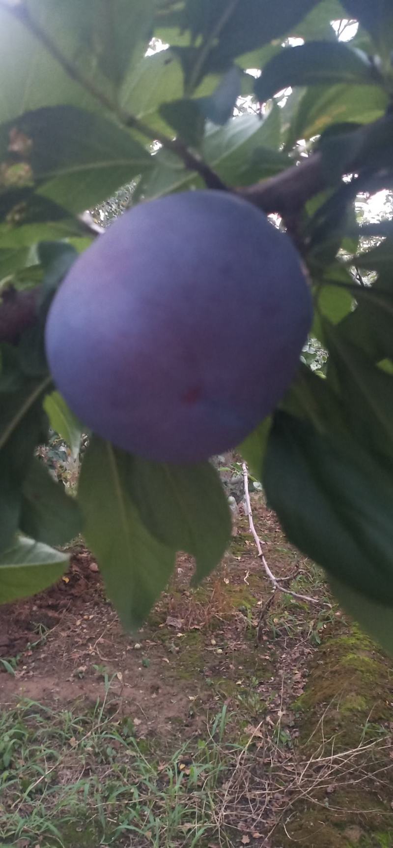 黑虎伯李孑