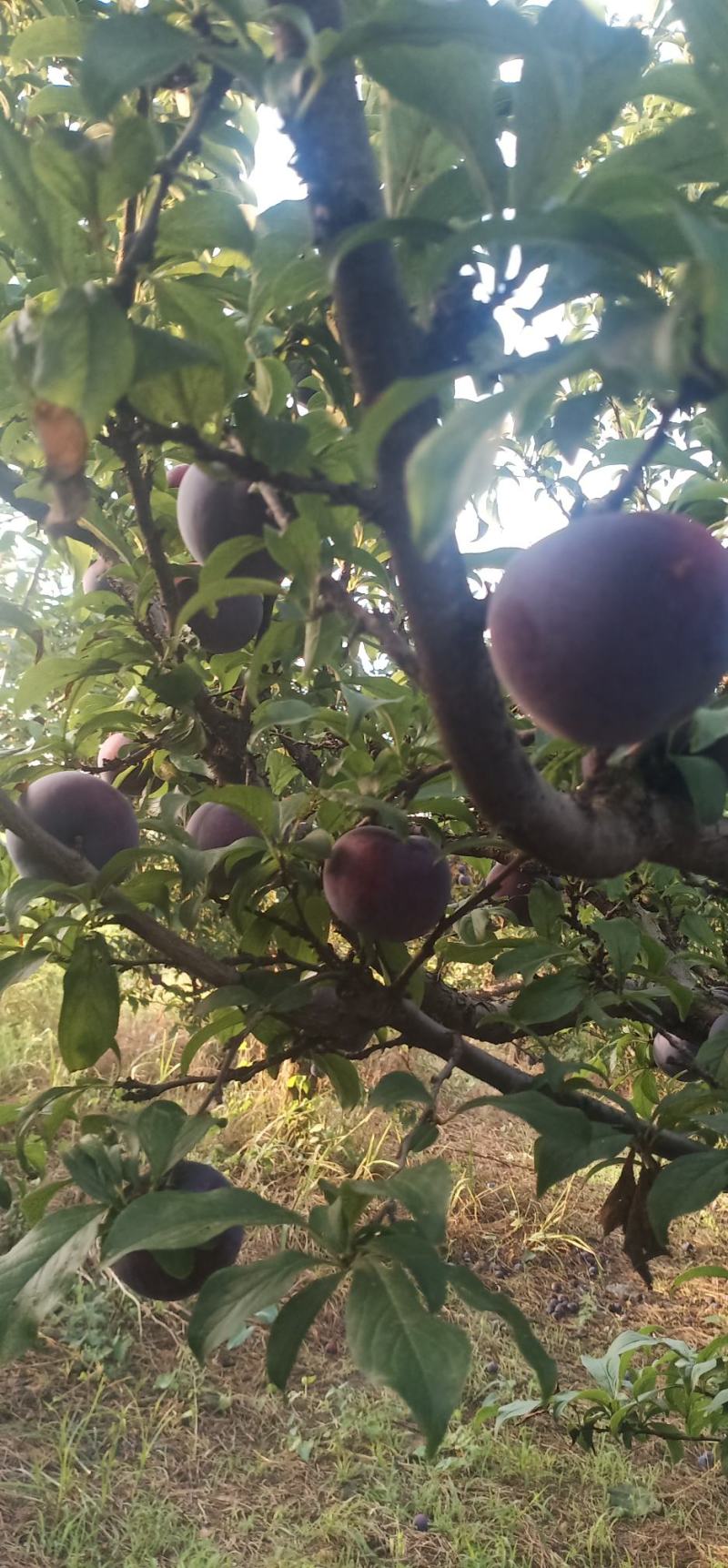 黑虎伯李孑