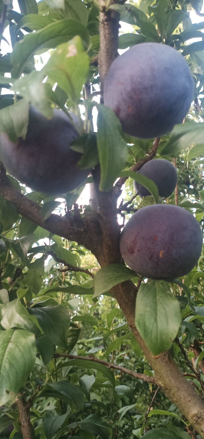 黑虎伯李孑