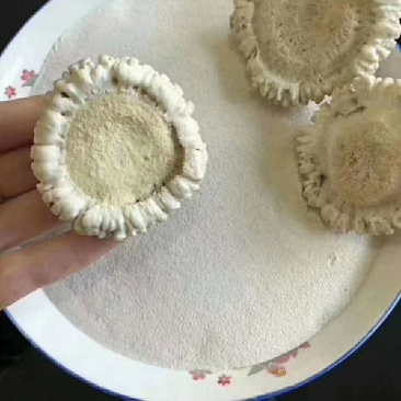 特别推荐，梅花鹿鹿角帽，马鹿鹿角帽免费打粉，大量批发