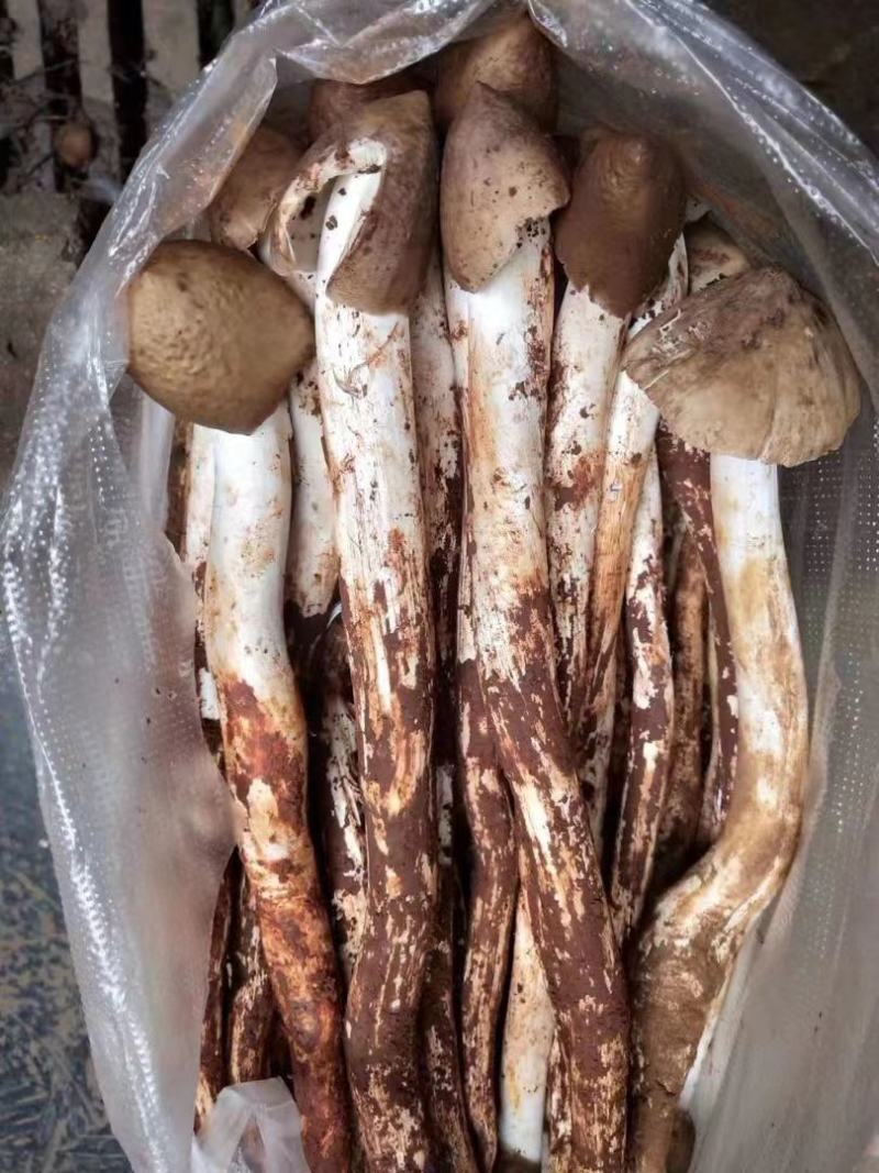 鸡枞菌，三白菇，伞把菇，三塔菇，大自然的馈赠