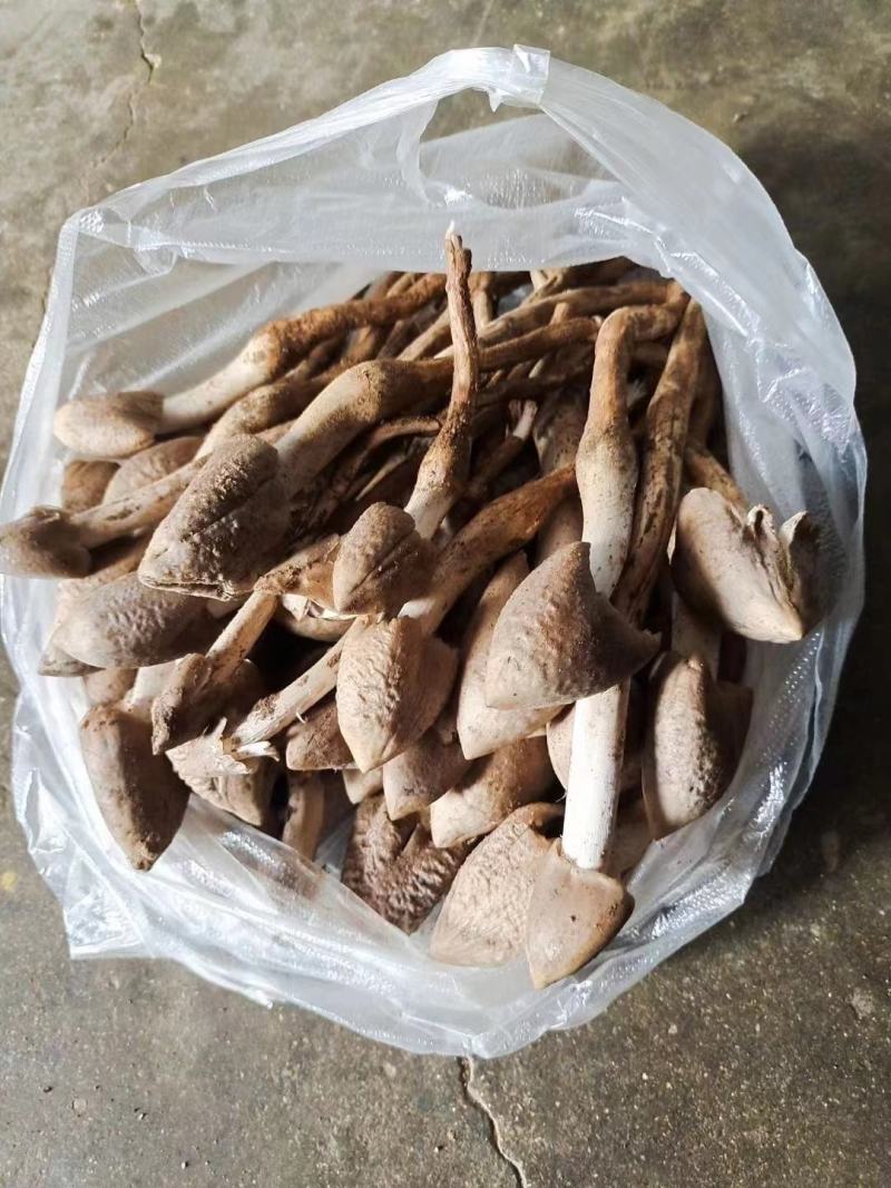 鸡枞菌，三白菇，伞把菇，三塔菇，大自然的馈赠