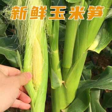 嫩水果玉米笋小玉米芯籽新鲜玉米棒须即食蔬菜寿司沙拉包邮o