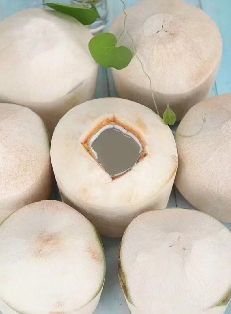 海南特产椰子椰青肉厚水多特好喝全年货源充足