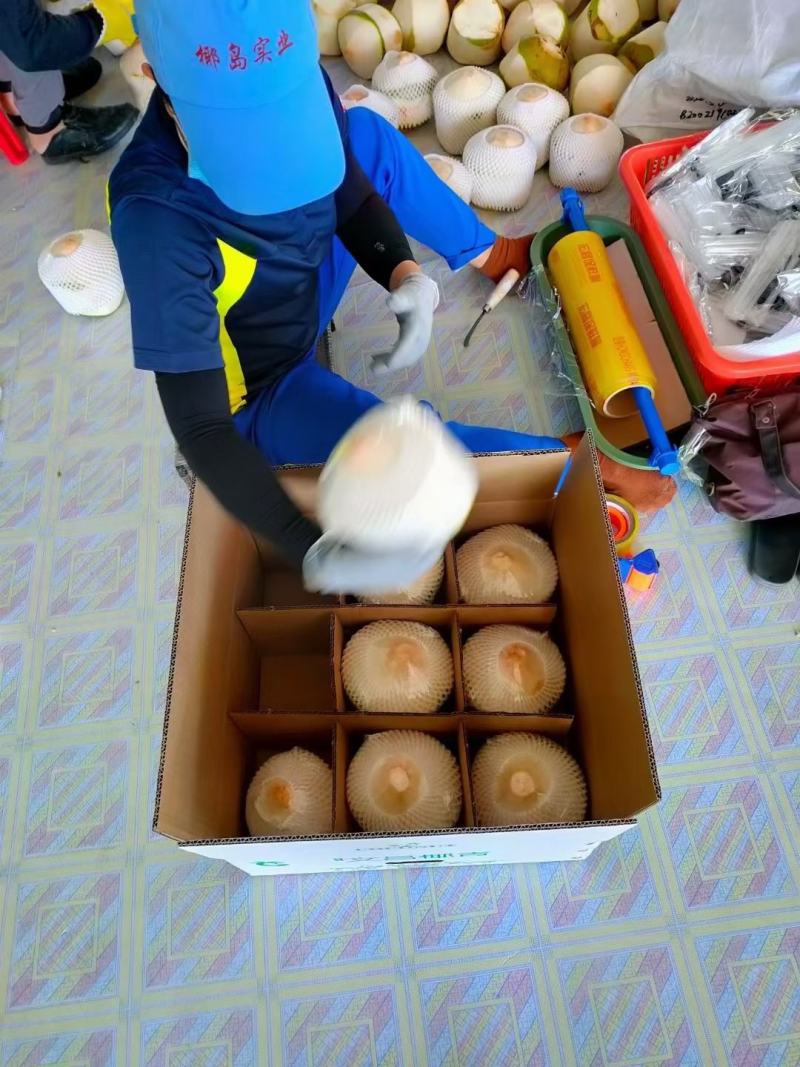 海南特产椰子椰青肉厚水多特好喝全年货源充足