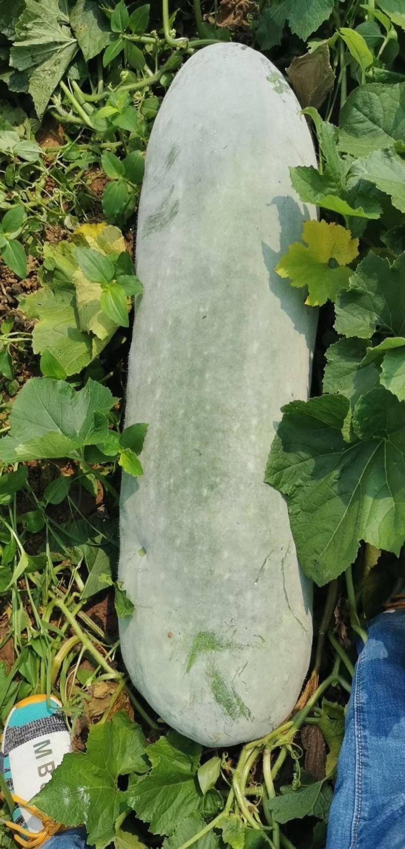 大量黑皮冬瓜已上市，货源充足，欢迎各位老板前来选购……